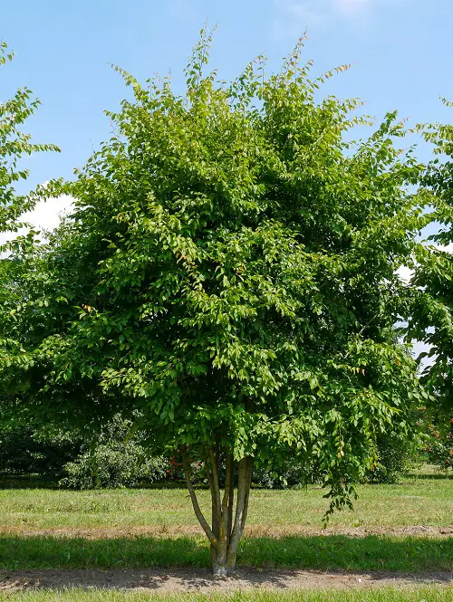 beautiful Trees That Beginning With A