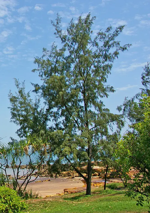 Trees With An Beginning A