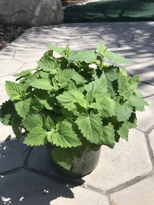 Anti-Ant Plants for Homes and Gardens 