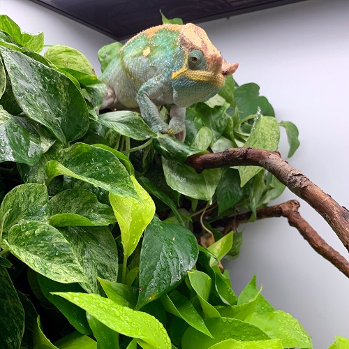  Chameleons safe plants 