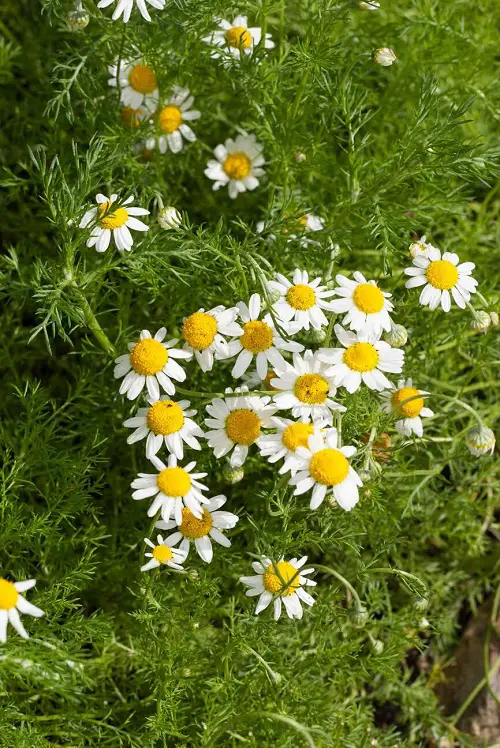 Productive Herbs to harvest 4