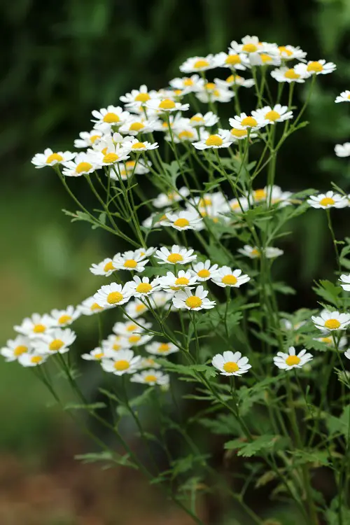 Plants and Smell For Unbelievable cause