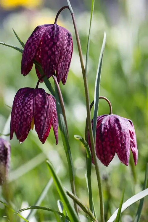 Tulip like flowers 