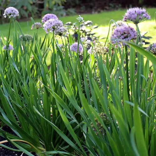 Productive Herbs for Unlimited Harvest 1