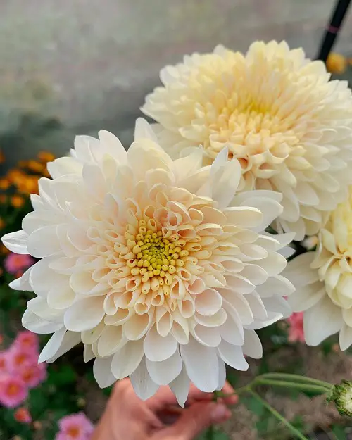 Flowers with a Lot of Petals