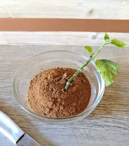 Plants contains Good Rooting Hormone