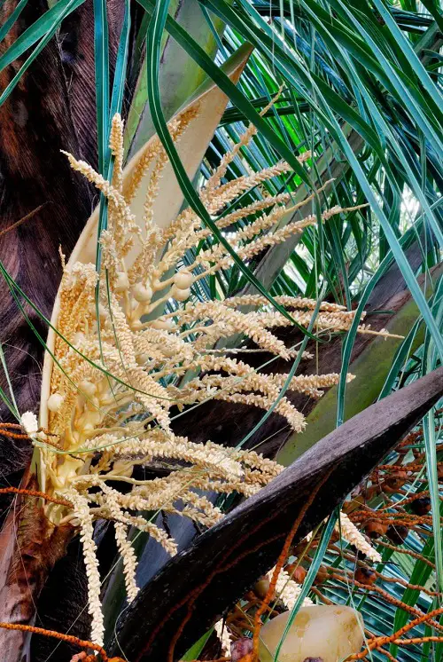 Amazing Palm Trees that Flower 3