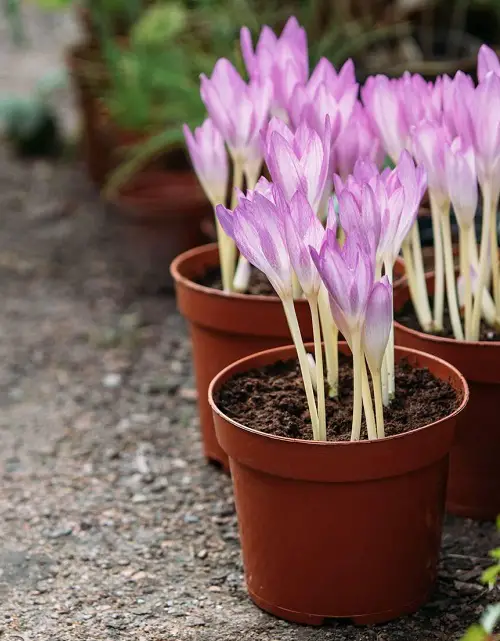 Flowers Similar to Tulips 6