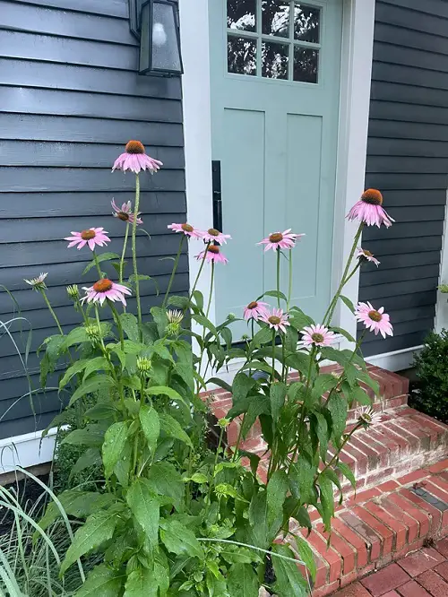 Best Flowers for Front of House 43
