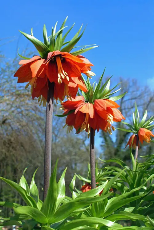 Flowers Similar to Tulips 14