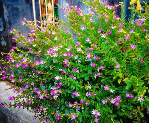 Beautiful Flower Hedge Plants in garden 67