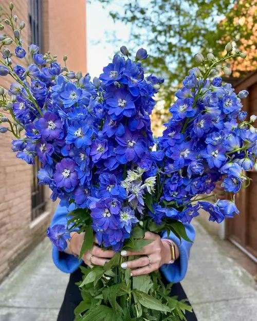 The most exquisite flowers on earth