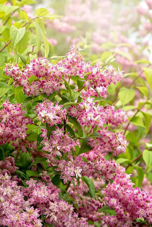 flowers similar to hydrangea in garden 45