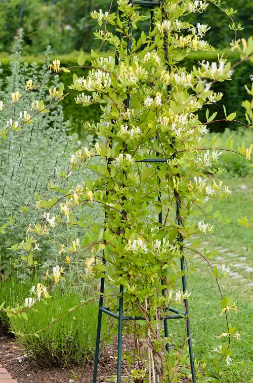 Trellis for honeysuckle vine 1