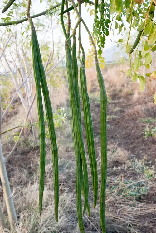 grow One Vegetable To Have Many 