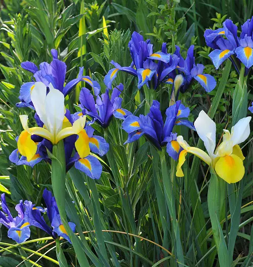 top beautiful Flowers On The Planet