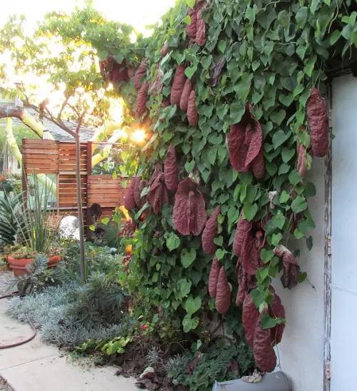 Vines That Grow Without Sunlight in garden