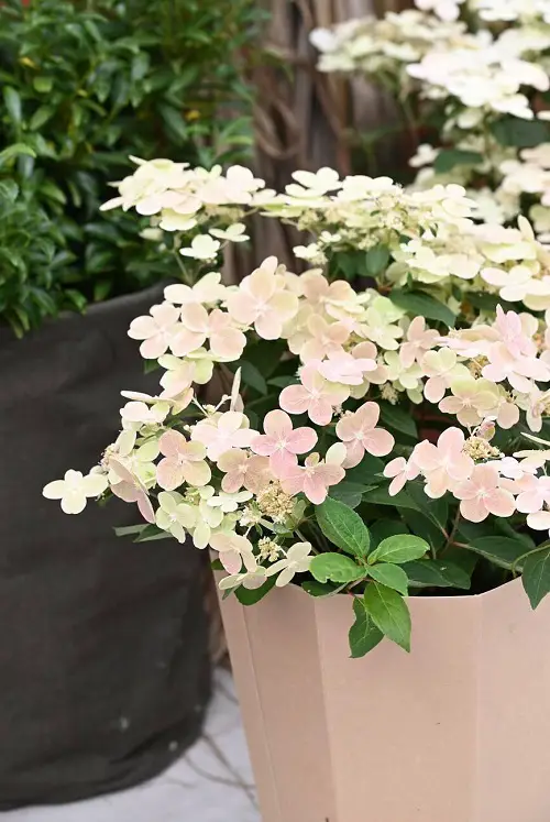 Stunning and Uncommon Hydrangea Varieties 90