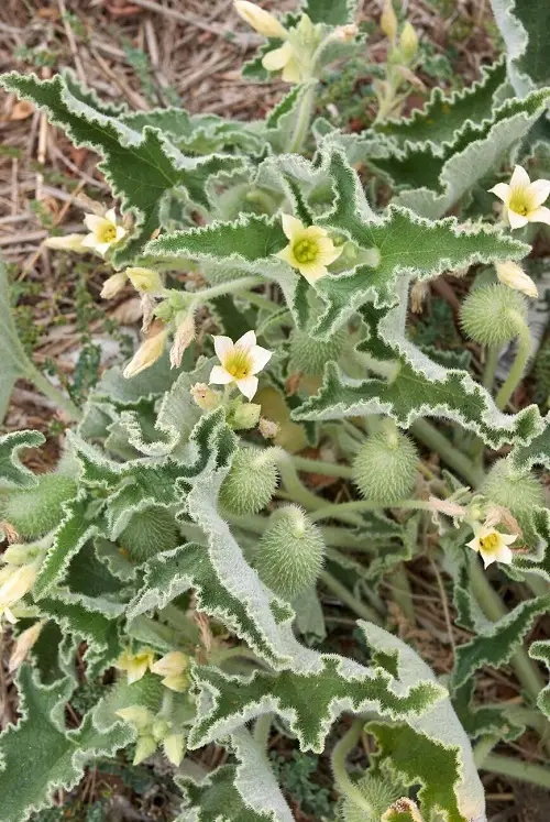 Flowers With Seed Pods That Pop and pods 9