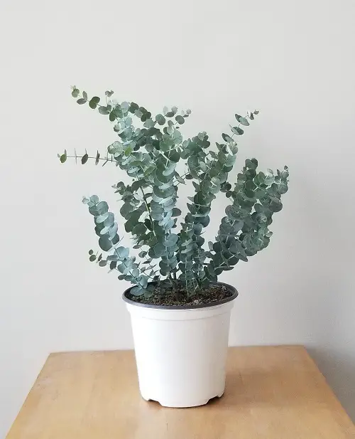 Tear Off These Plants' Leaves and Breathe in Their Incredible Advantages