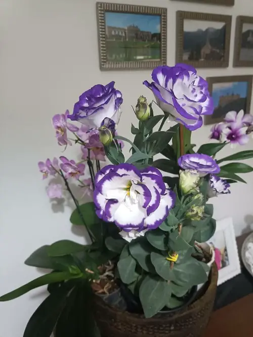 Flowers Similar to Tulips 3