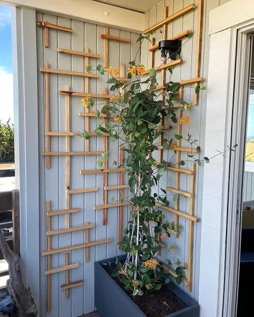 Best honeysuckle trellis ideas 4