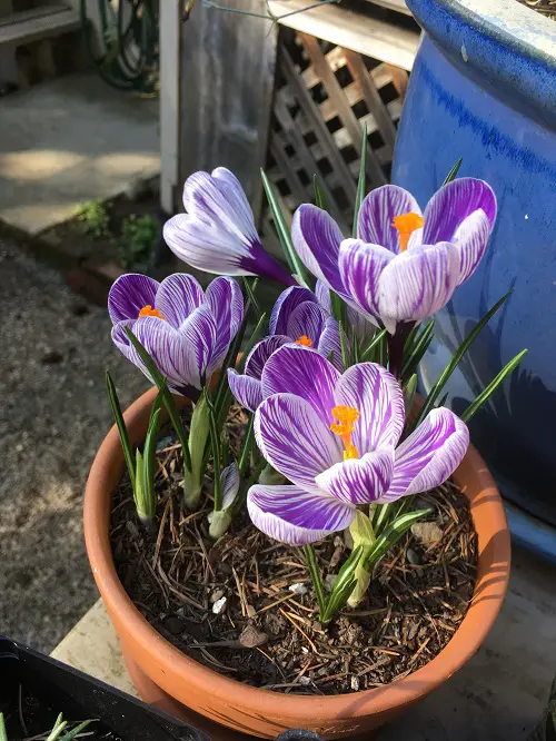 beautiful Flowers On The Planet