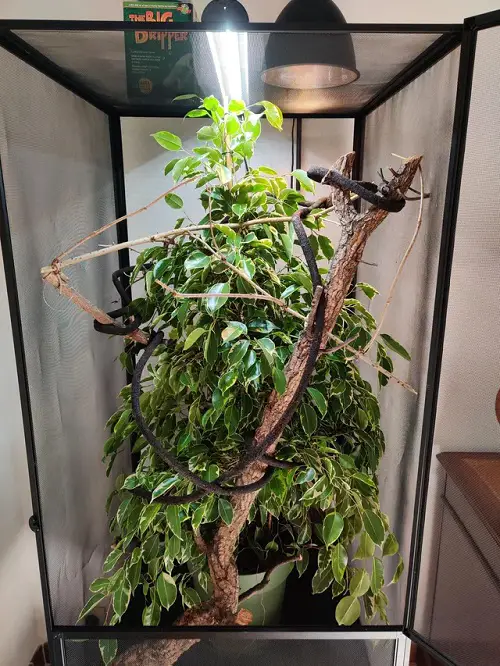 Plants Safe for Chameleons 2