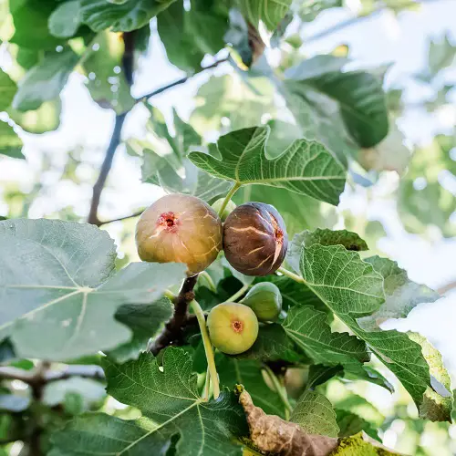 Awesome fast growing Fruit Trees.