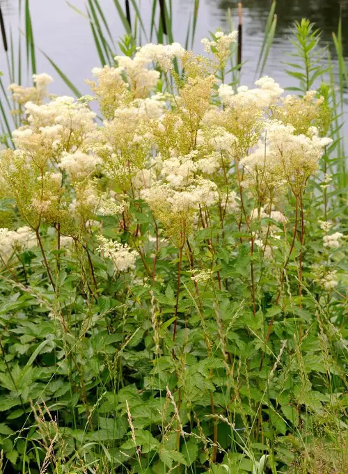 Flowers That Look Like Cotton Candy in garden 2