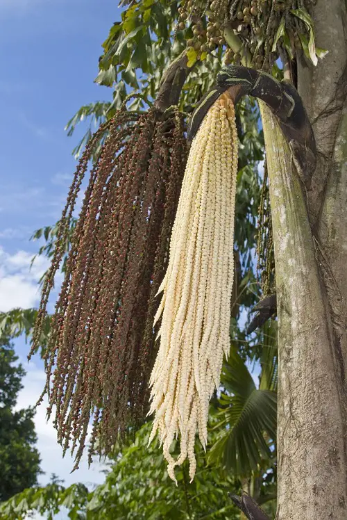 Palm Trees that Flower in garden 67