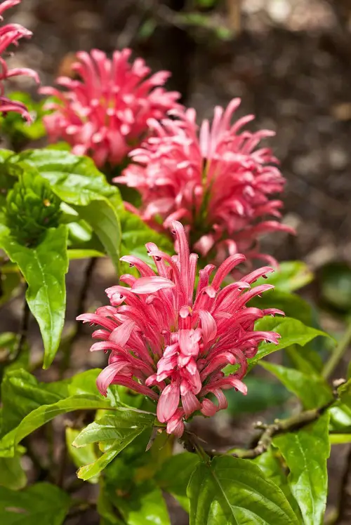 Brazilian Flowers 12