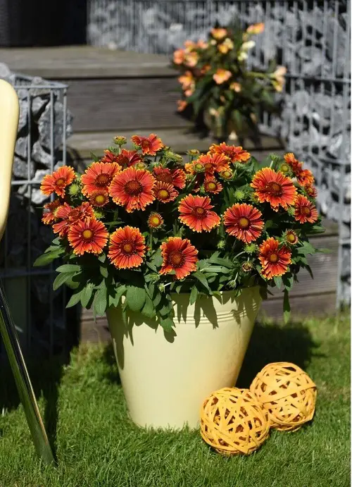 Low-Maintenance Flowers For the Front of Your House 98