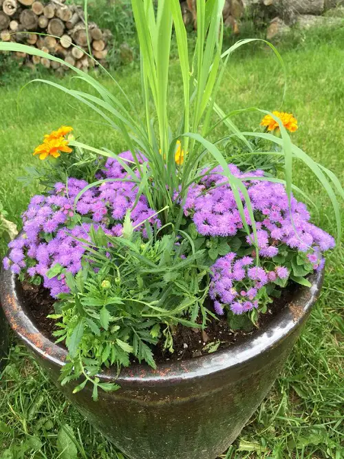Mosquito Repelling mix planter 