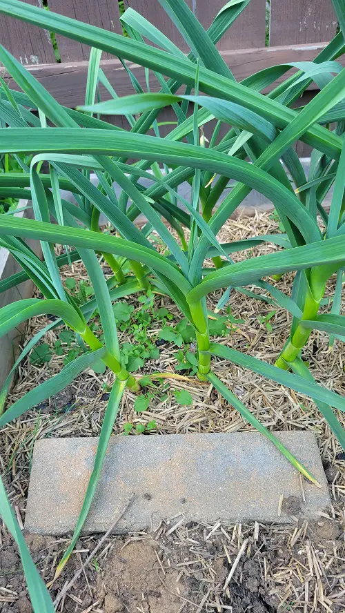 top best Anti Ant Plants to Grow in Garden and Homes