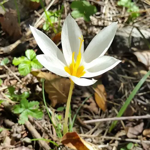 Flowers Native to Iran