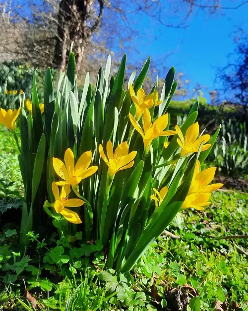 Flowers Native to Iran in garden