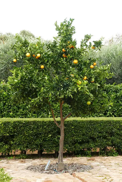 Fruit Trees that Grow Quickly in garden 