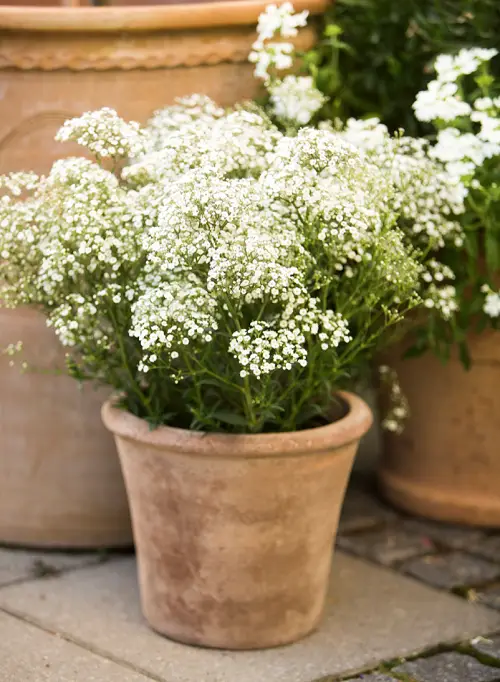 Flowers That Look Like Cotton Candy in pot