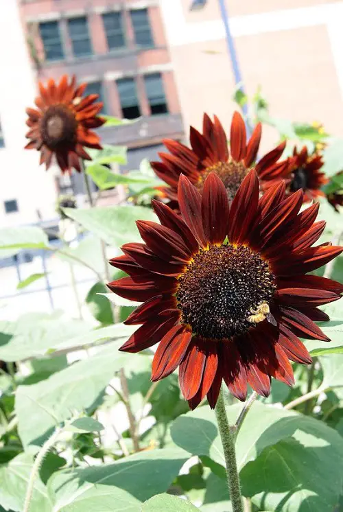 Usual Giant Sunflower Varieties for the Garden