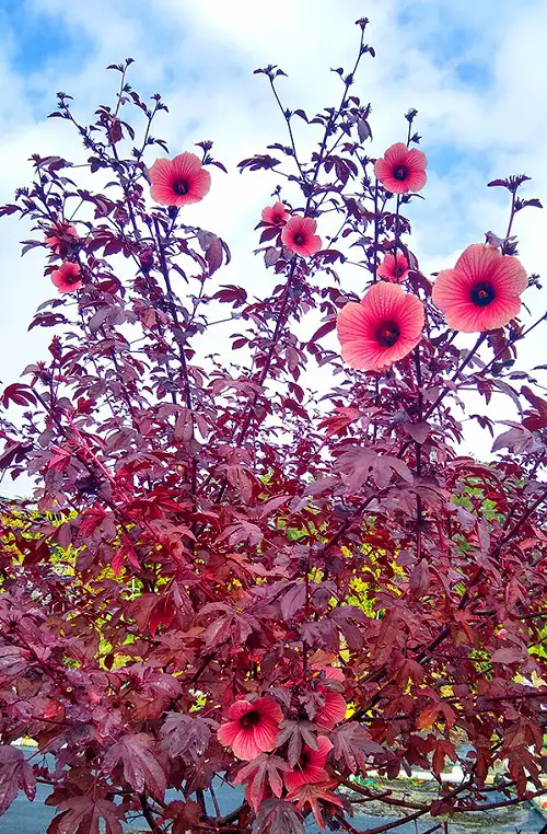Red Foliage and Flower plants in garden