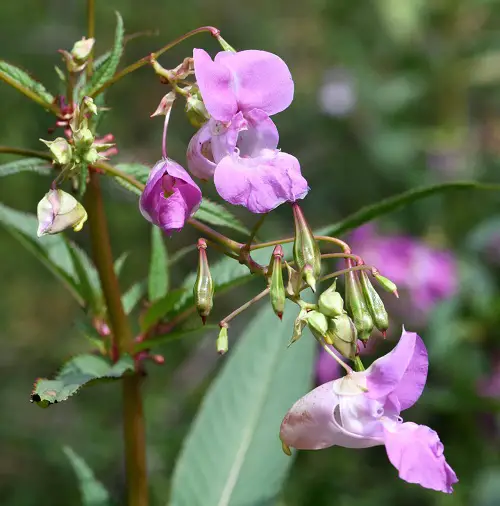 Flowers With Seed Pods That Pop in garden 6