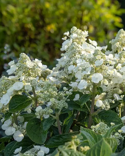 Stunning and Uncommon Hydrangea Varieties 5