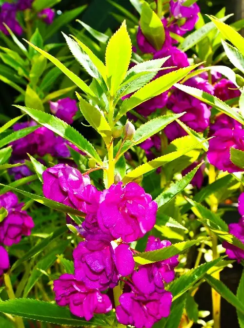 Flowers With Seed Pods That Pop in garden