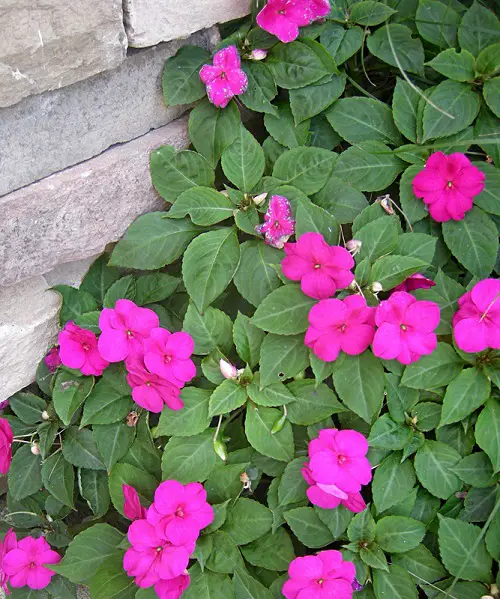 Flowers With Seed Pods That Pop 4