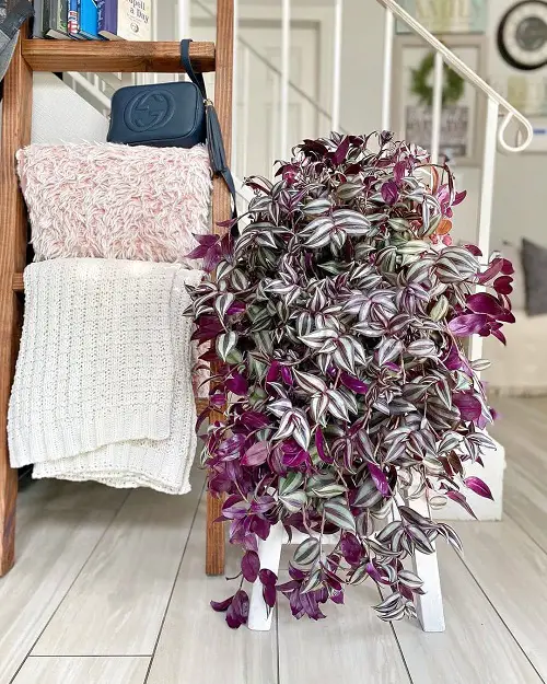 Quick-Growing Indoor Plants 3