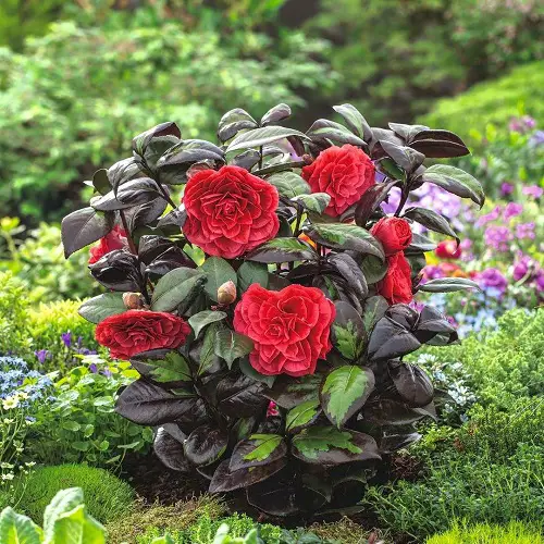 Prettiest Flowers in The world