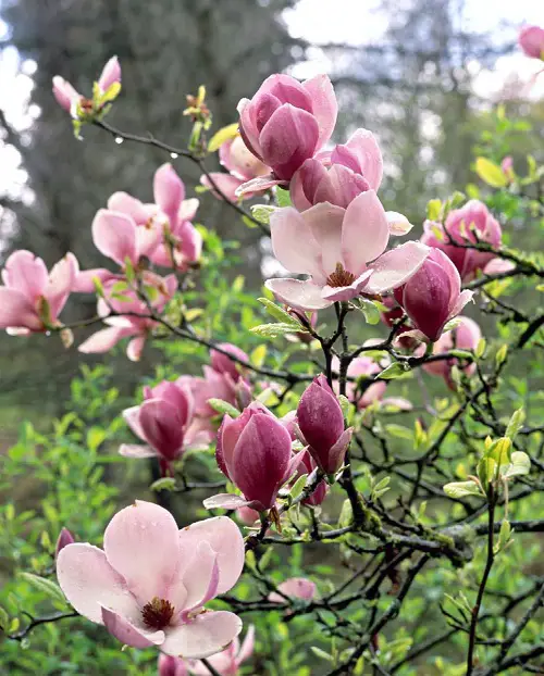 Flowers Similar to Tulips 7