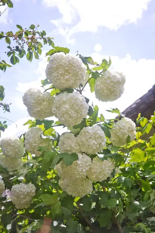 Blooms That Look Like Hydrangeas