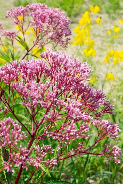 Flowers That Look Like Cotton Candy in garden 